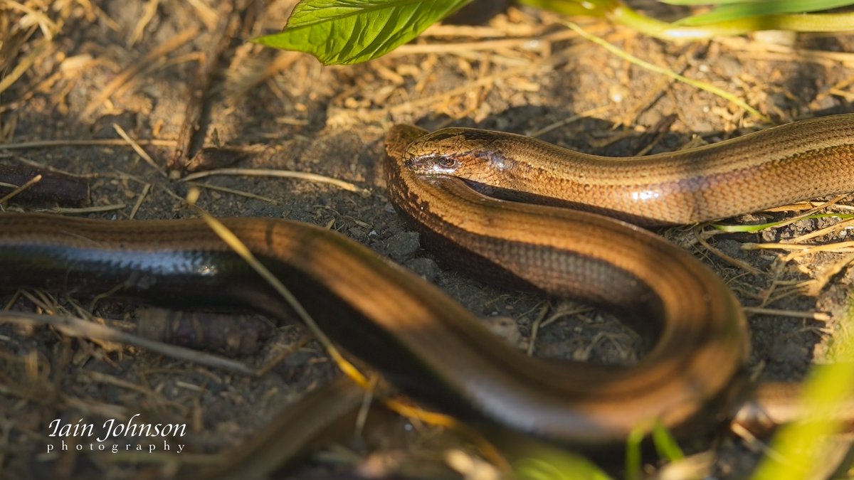 Slow worms locked in an embrace, Northumberland @NENature_