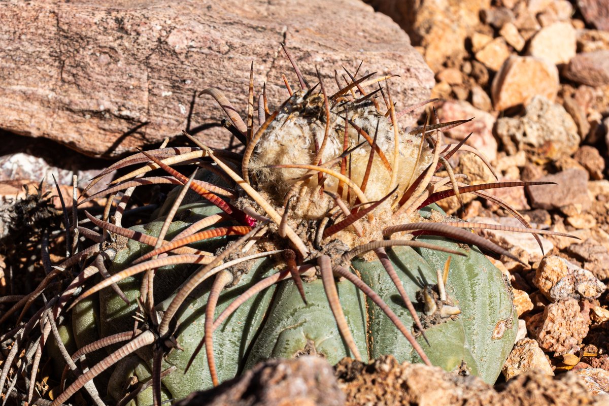 How to not get eaten. Echinocactus horizonthalonius (a.k.a. eagle's claw, horse maimer, horse crippler, visnaga meloncillo). Las Cruces NM USA, near Picacho Peak.