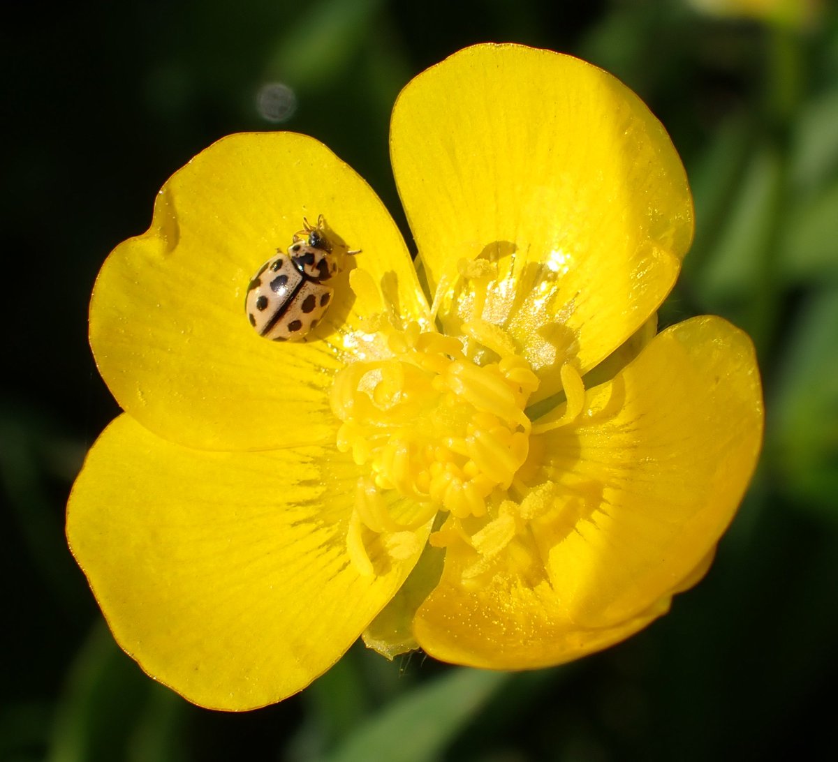 I know I will forget by next Sunday so here is an evening blast of #SundayYellow that I found this morning in a carpark border. Sixteen spot #ladybird on a #buttercup. Lots of lovely bright yellows 😁