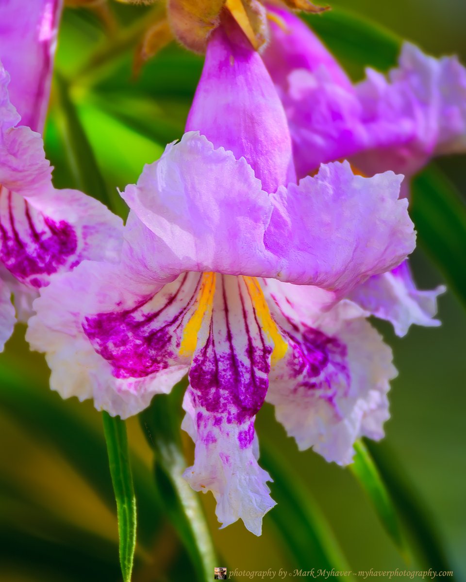 New Release "Desert Willow 25469" Photography by Mark Myhaver 
myhaverphotography.pixels.com/featured/deser… 
#nature #desertflora #arizona #springbloom #myhaverphotography