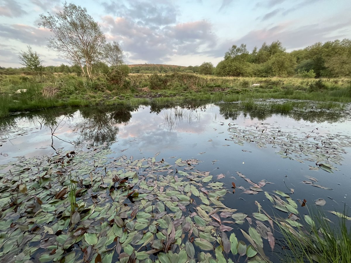 Pond life. At Great Moor, near Moreton’ This pond is less than two years old. Created by filling in a ditch and holding the water back.