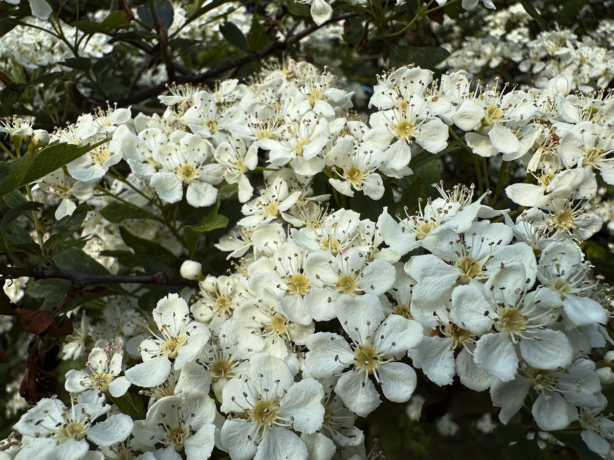 Hawthorn time ….