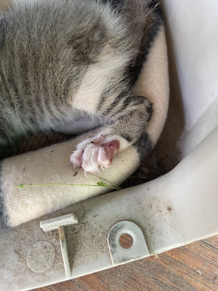 A dog unfortunately found this kitten injuring its leg. It’s headed to the vet. Trying to find a foster for it to recover. Prayers would be appreciated #pray #injuredkitten