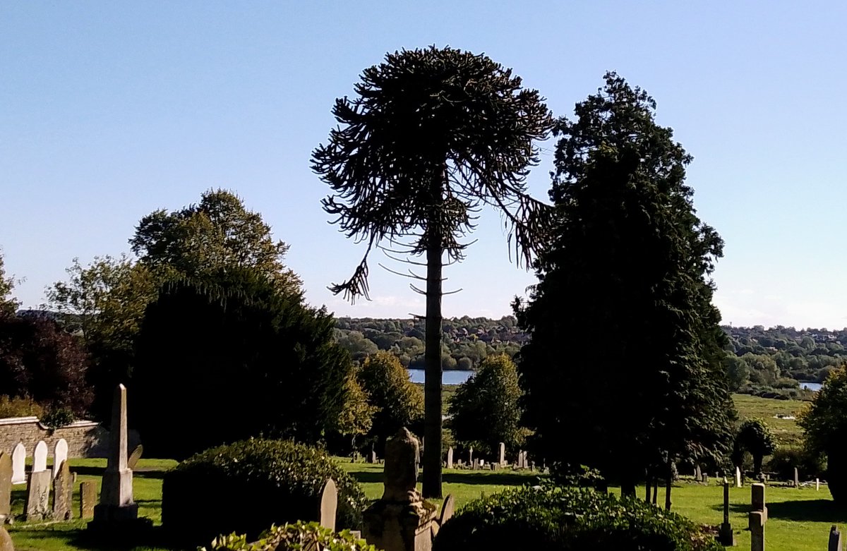 In the Churchyard of #StPetersIrthlingborough looking down the Nene river valley (2023) #PhilOnaBike #MonumentsMonday #treepeople #MonkeyPuzzle