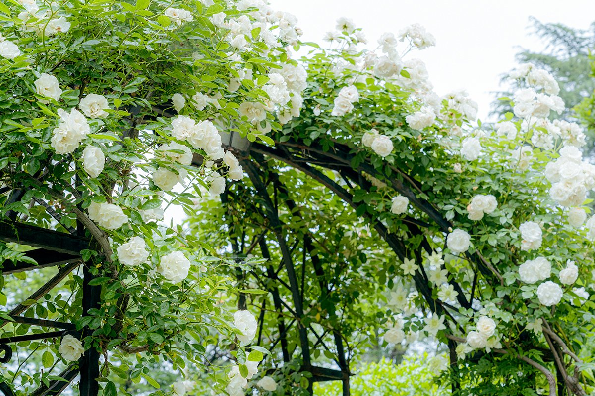 薔薇の季節
2024.05.19 10:49:59
エアリスの小さな森公園（太田市）
#群馬愛 #SonyAlpha #α7IV #SEL24105G #これソニーで撮りました