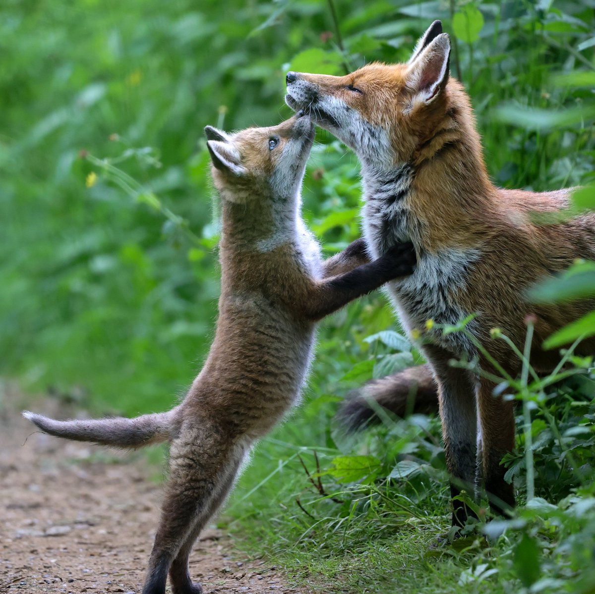 A mother's love, A cubs adoration. It simply doesn't get better than this.
<a href="/BBCSpringwatch/">BBC Springwatch</a> <a href="/WildlifeMag/">BBC Wildlife</a> <a href="/ChrisGPackham/">Chris Packham</a> <a href="/michaelastracha/">Michaela Strachan</a> #foxoftheday