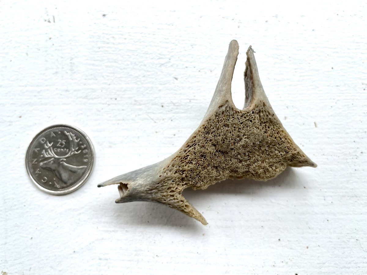 Found this mystery vertebra on the beach in the Outer Banks NC, any suggestions for ID?