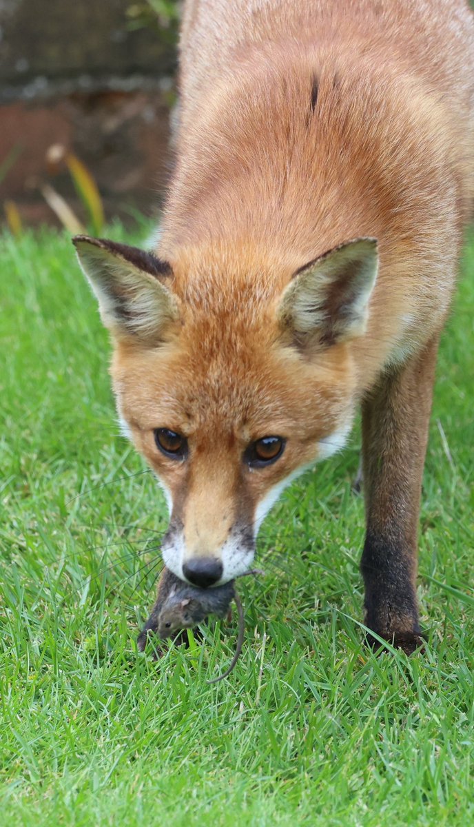 Fox with his mouse lunch #fox #Foxes #foxinmygarden #foxlovers #FoxOfTheDay #fuchs #zorro #wildlifephotography #TwitterNatureCommunity #TwitterNaturePhotography #jessopsmoment