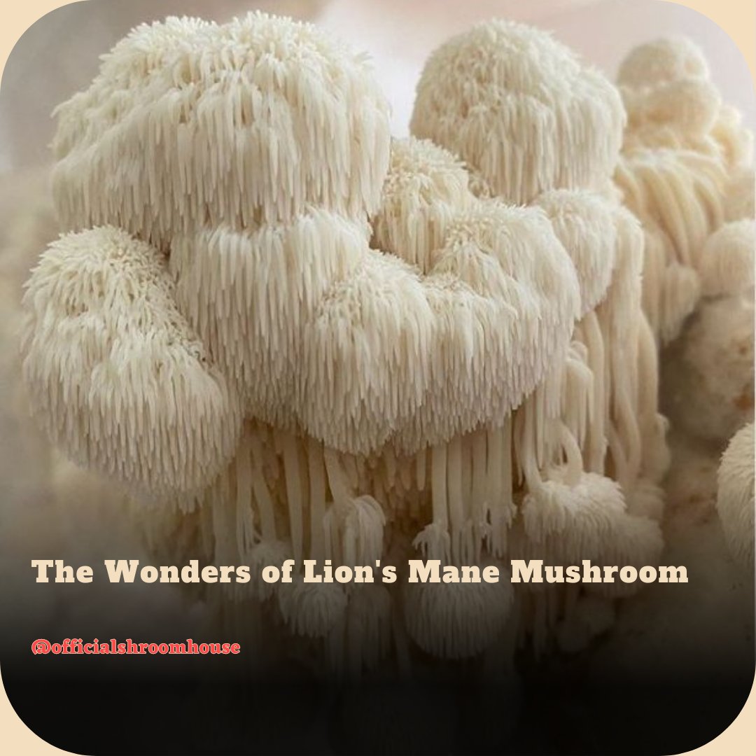If you spot pom-pom-shaped growths on broadleaf trees, it might be lion's mane mushroom. Used in traditional Chinese medicine, it supports cognition and reduces anxiety. 🍄 #LionsMane #NaturalHealing