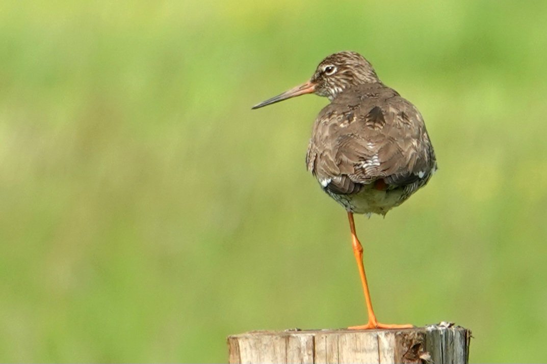 #goodnight #TwitterFriends #redshank #tureluur #rothschenkel #bird #birdwatching #birdphotography #BirdsOfTwitter #wildbirds #photography #PhotoChallenge2024 #wildlifephotography #wildlife #NaturePhotography #sony #sonyphotography #nature #mei_nmooistefotos #photoeveryday