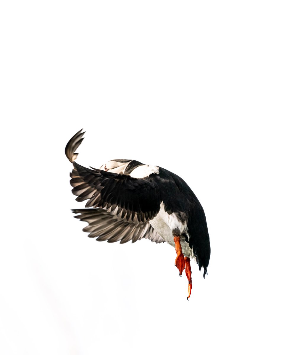 Páll Jökull | Photo guide in #Iceland tweet media