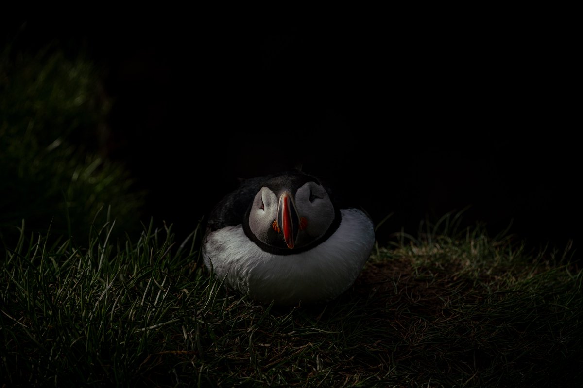 A #Puffin party last night at Borgarfjörður eystra on my #phototour around #Iceland