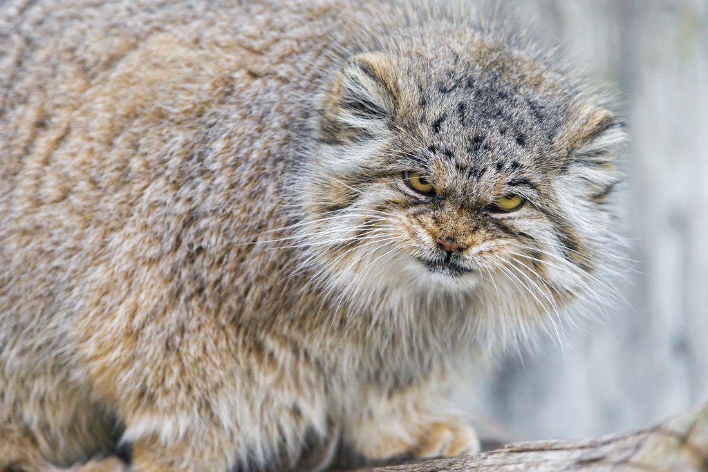 @omid9 The helicopter crashed in a region where the Eurasian brown bear calls home. Persian leopard is there too, as is the Iranian wolf, and finally the angriest and most dismissive of all cats - the Pallas cat