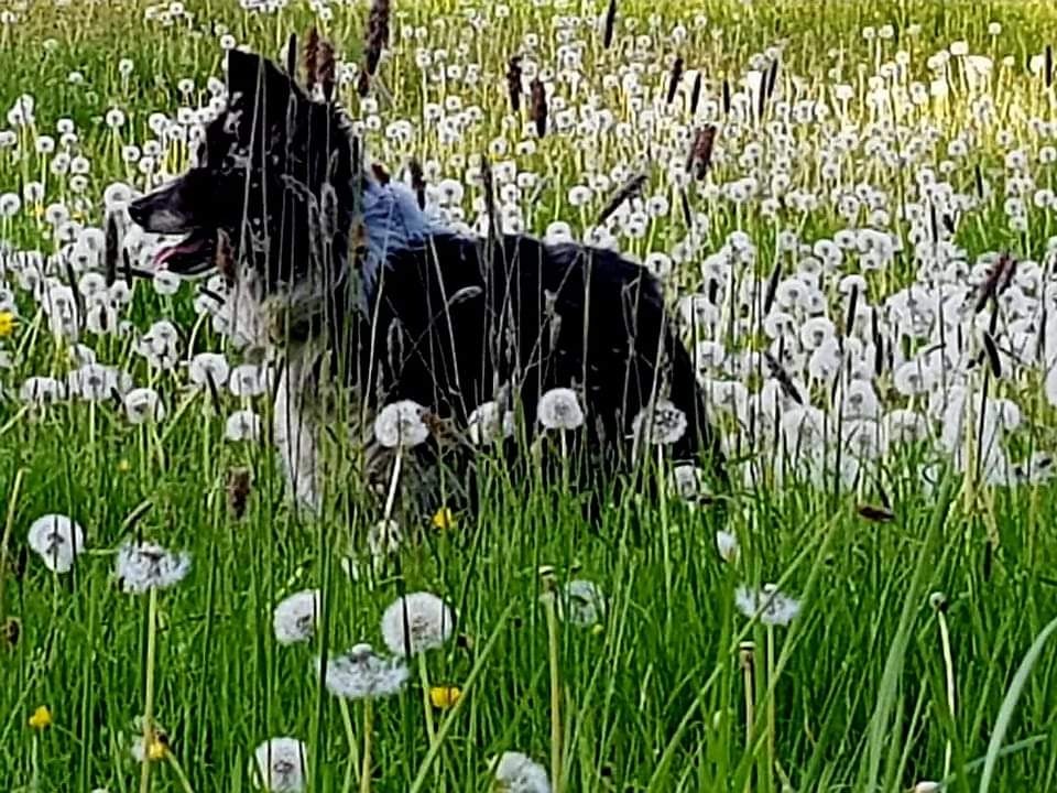 Jess lost in the meadow this evening #MountBriscoeOrganicFarm