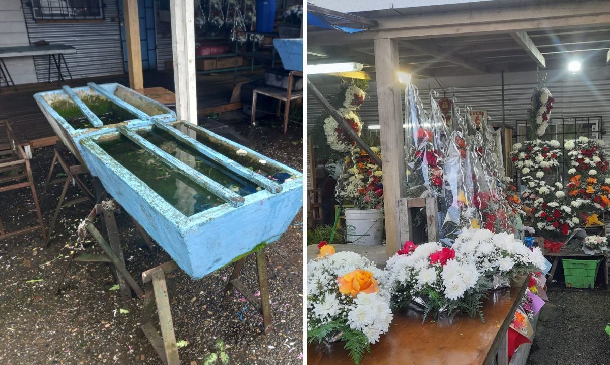 'Nos trasladaron a unas mediaguas': floristas de la Pérgola de Valdivia llevan 3 años esperando reconstrucción #Valdiviacl tinyurl.com/2agqd4or