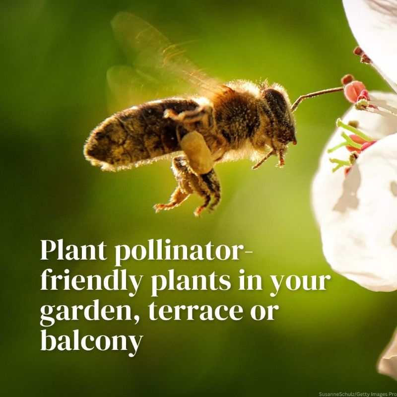 UNEP's tweet photo. 🐝 This #WorldBeeDay, here are 5 ways to help save the bees! From planting bee-friendly gardens to reducing pesticide use, every small step contributes to big changes.