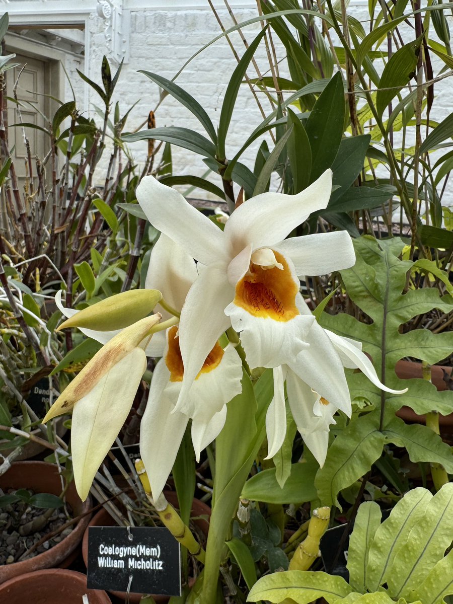 A very beautiful Coelogyne Memoria Wilhelm Micholitz in the conservatory at Tatton. #orchid