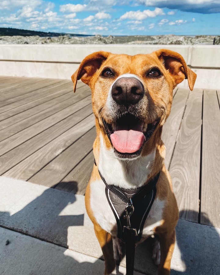 Meet Bandit, our Marketing & Comms Leader Nicole's rescue dog. This #NationalRescueDogDay, we're celebrating his second-chance journey. He's stolen Nicole's heart and brightens our #LifeAtDeloitte. Got a rescue story? Share it with us!
