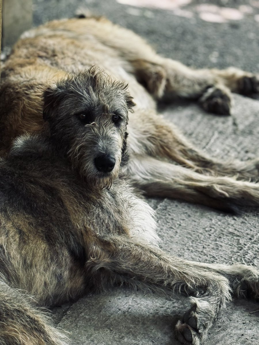 Wolfhound at Bunratty Castle, County Clare.