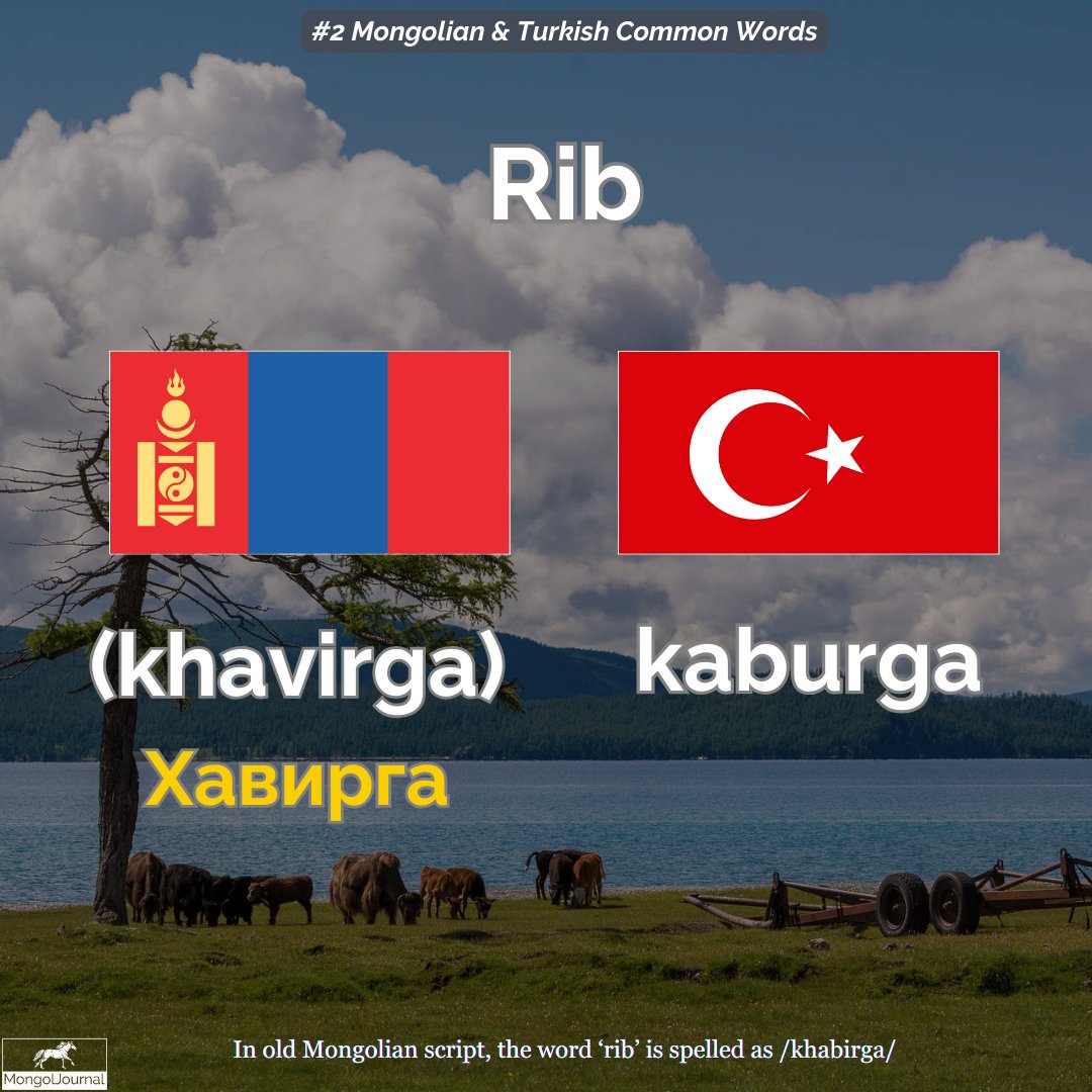 MongolJournal's tweet image. #2 Common Mongolian &amp;amp;Turkish Words series - Khavirga (Хавирга)

I am truly delighted to continue this series, and happy to share another common word that we share between the two languages. 
#mongolia #commonwords #turkish #mongolian  #turkey #türkiye #монгол #moğolistan