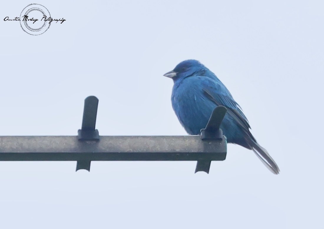 Austin Morley (@austinmorley402) on Twitter photo Indi, go, go! So pleased the bird did the right thing and made an afternoon appearance, especially having been tired up with family commitments yesterday. <a href="/BirdGuides/">BirdGuides</a> <a href="/IanIgglesden/">ian igglesden</a>
austinmorley.blogspot.co.uk Indi, go, go! So pleased the bird did the right thing and made an afternoon appearance, especially having been tired up with family commitments yesterday. <a href="/BirdGuides/">BirdGuides</a> <a href="/IanIgglesden/">ian igglesden</a>
austinmorley.blogspot.co.uk