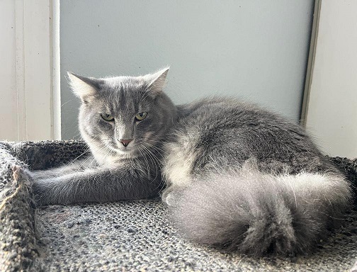 🙏🏽PLZ SHARE 💙SWEET 1YO GRAY #TABBY KITTY 'HARLEY'💙 📣NEEDS A PATIENT, CAT SAVVY #FUREVERHOME🏡 ➡4 INFO adoptapet.com/pet/39768550-o… 🙏🏽#ADOPT #AdoptDontShop #AdoptMe #CASTROVALLEY, #CA #NORCAL #HAYWARD ☑CATS☑OLDER KIDS @AdoptRescueCats (CP)
