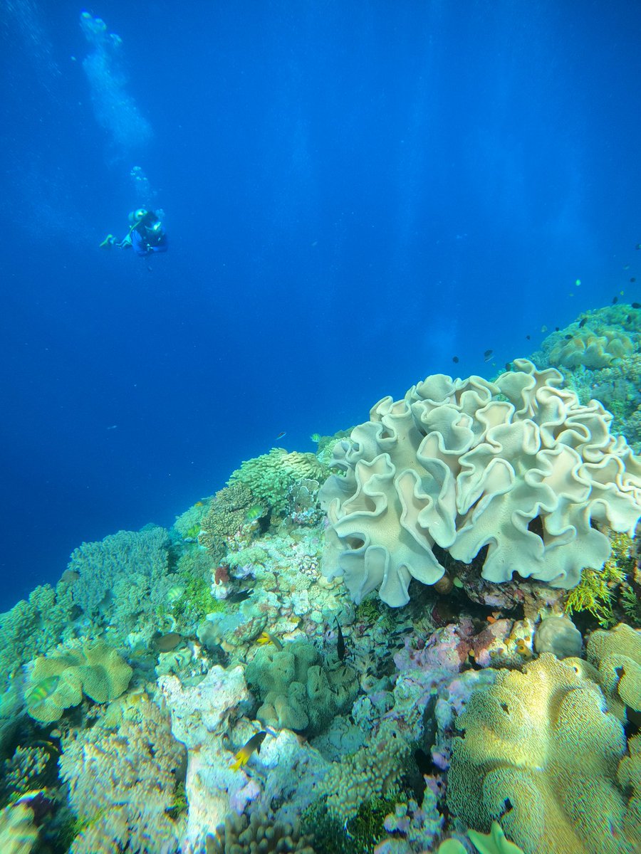 Info trip / nanya2 via WA yaa di 0811401449

__________________________________ 

#photodiveseto #wakatobi #wakatobidivetrip #scubalifestyle
#wonderfulindonesia #diindonesiaaja #pesonaindonesia #baubau #signingblue #beachlife #underwaterlife #underwater #divetrip #indonesia