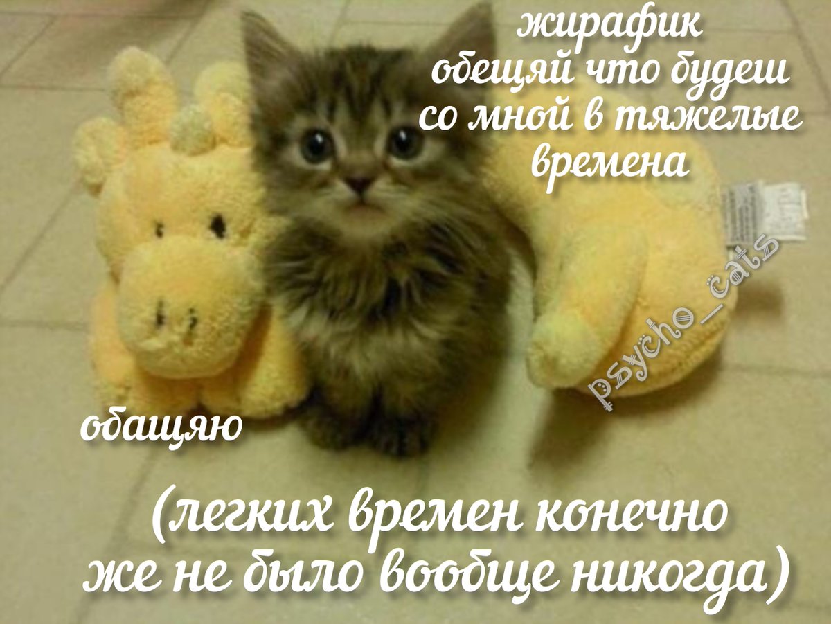 психокоты (@psycho__cats) on Twitter photo 