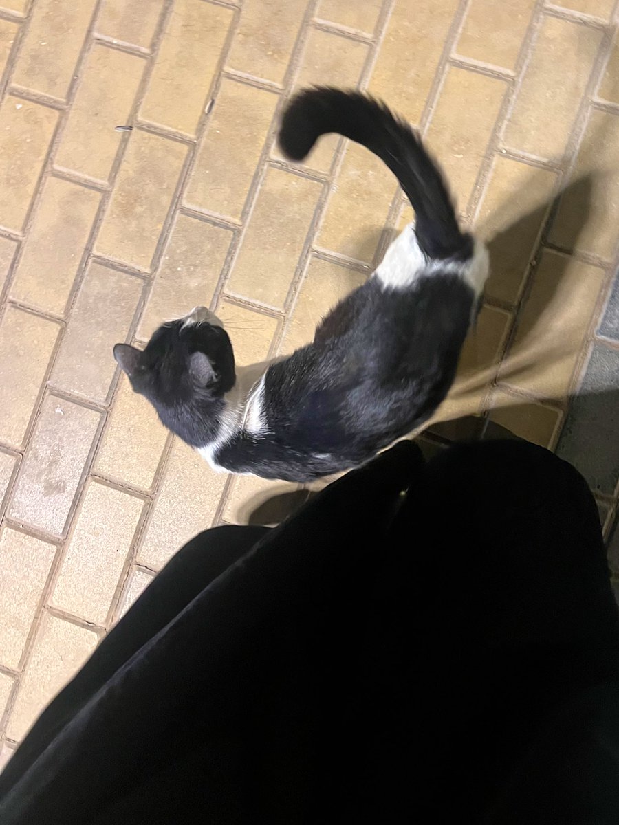 Garden cats are cute 👉🏻👈🏻