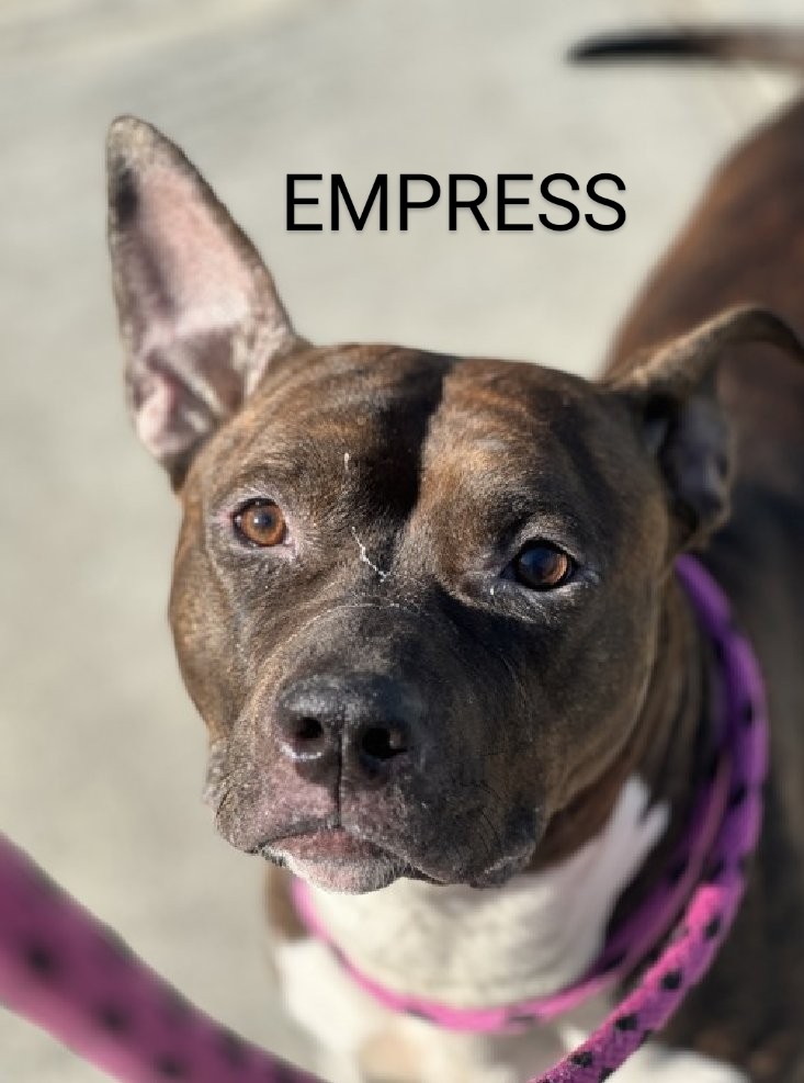 EMPRESS🩷 184661 #NYCACC Meet EMPRESS. She's 2 yrs old, happy, smiling & best behavior at shelter⭐ Likes to be petted & gives bear hugs & kisses 💞 Friendly w/strangers & loves being w/people! She's a joy & ready to go home w/you today!🤗 FOSTER/ADOPT #PLEDGE #SHARE 🙏🆘💉😔🆘