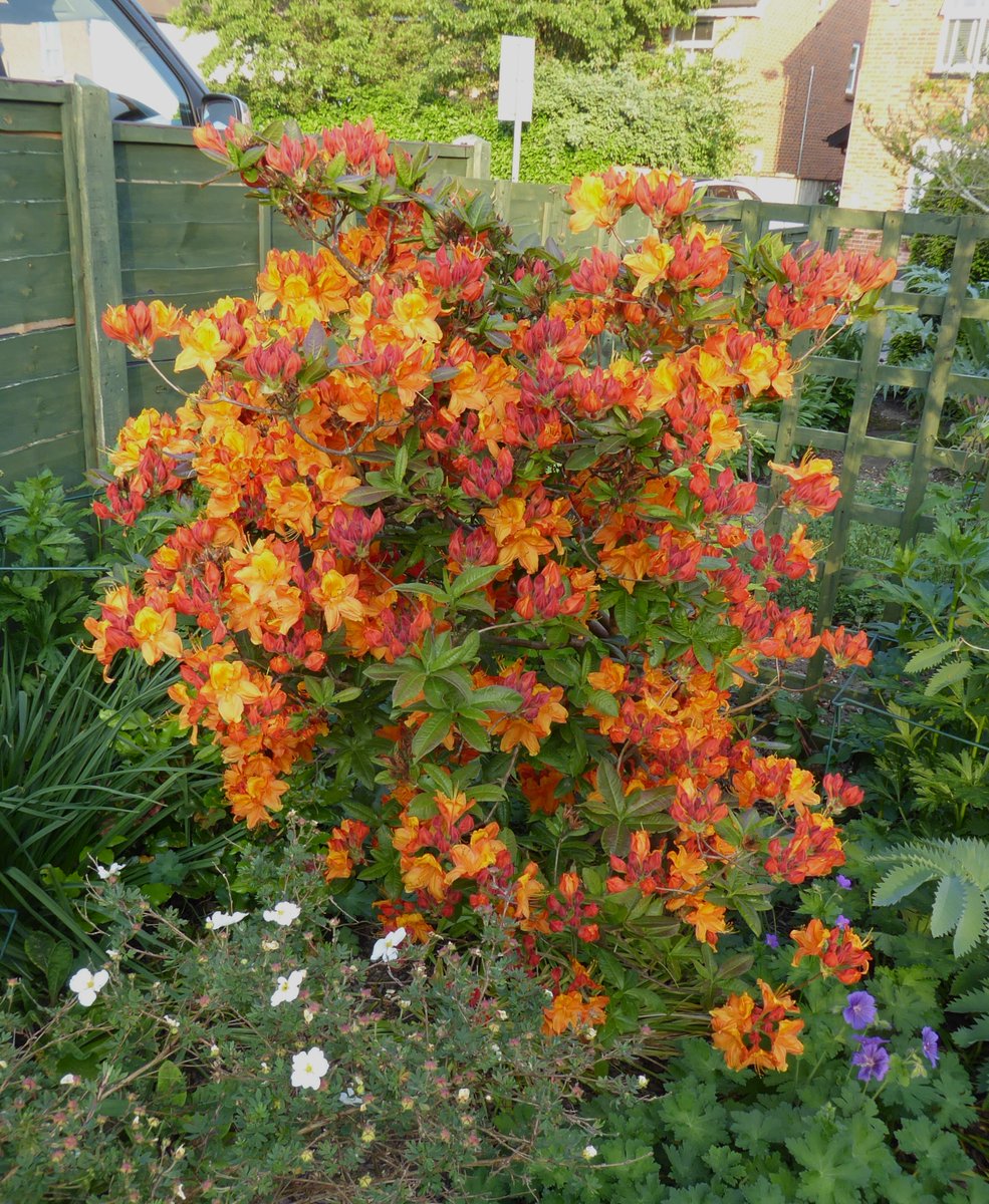 Azalea 'Golden Light's brightening up a dark corner at #DevoniaGarden