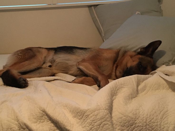 В такие вечера, как сегодня, можно только обложиться двумя огромными псами и дружно втроём завыть.