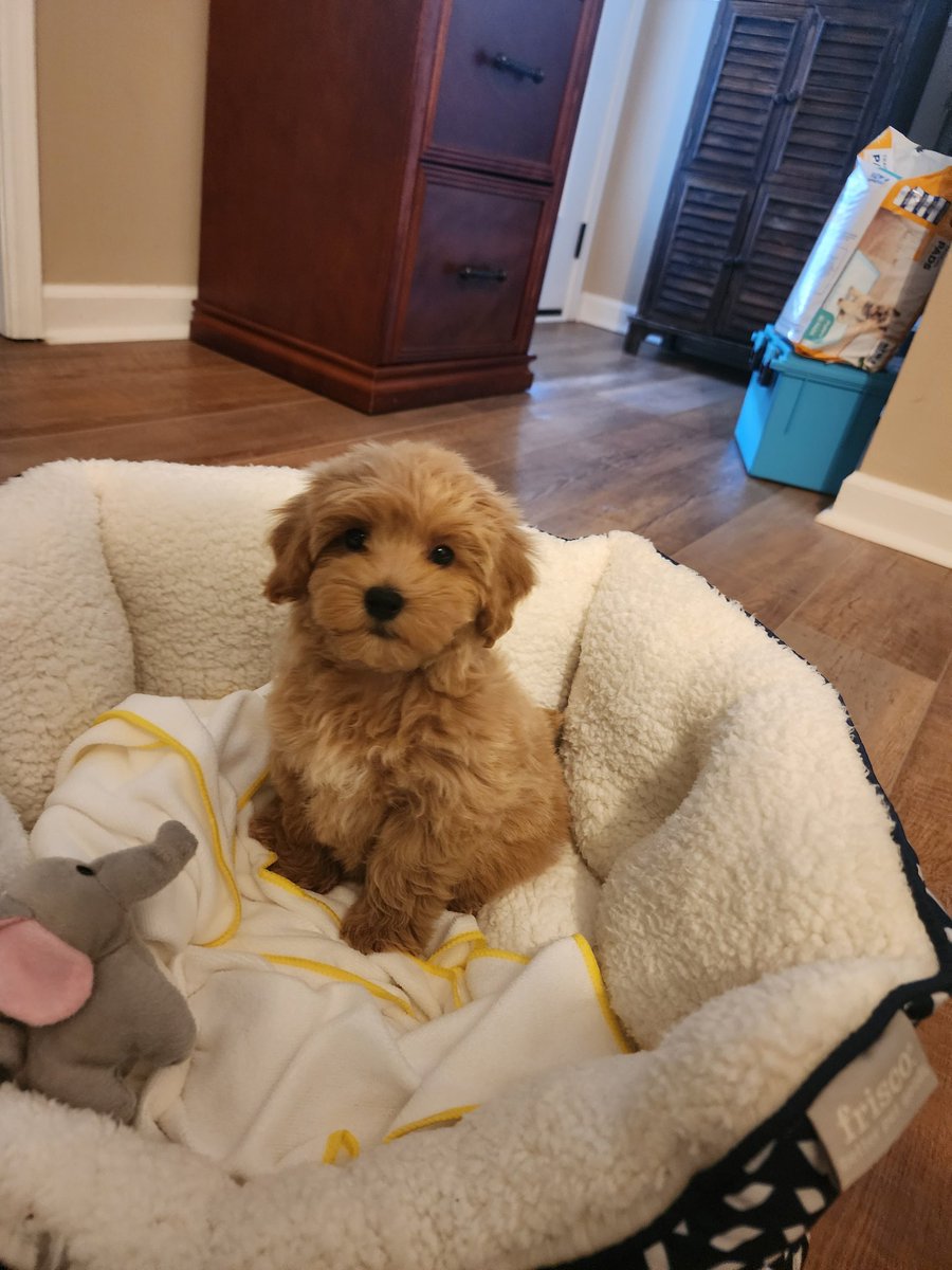 VRKyle's tweet image. Hey everybody! Meet  Charlie Lau! (George Brett's hitting  coach)