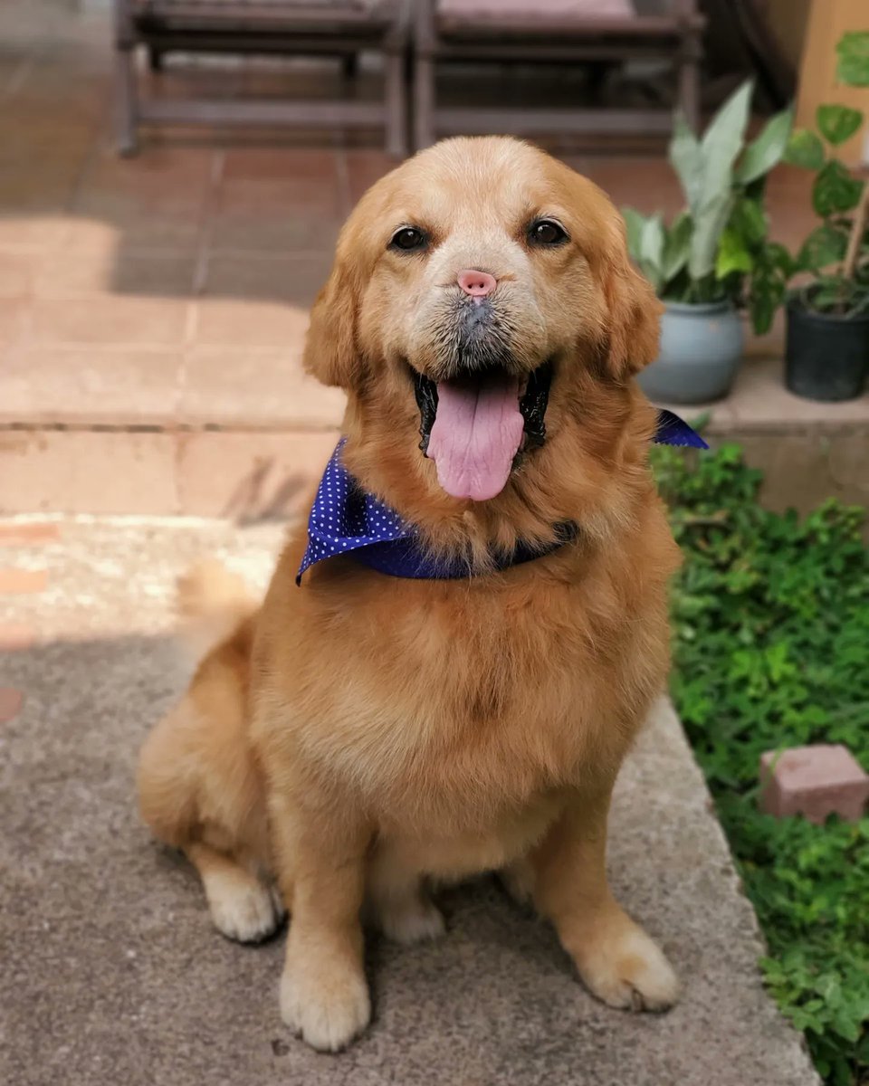 LauraMarcelaSF's tweet photo. Algo que me pone super feliz es ver a nuestro gordito asi de precioso, despues de haber pasado 1 año de quimios y que le quitaran la naricita y el siempre fuerte, amamos demasiado a mi gordo ❤❤❤ https://t.co/ZF4nYPhJpr