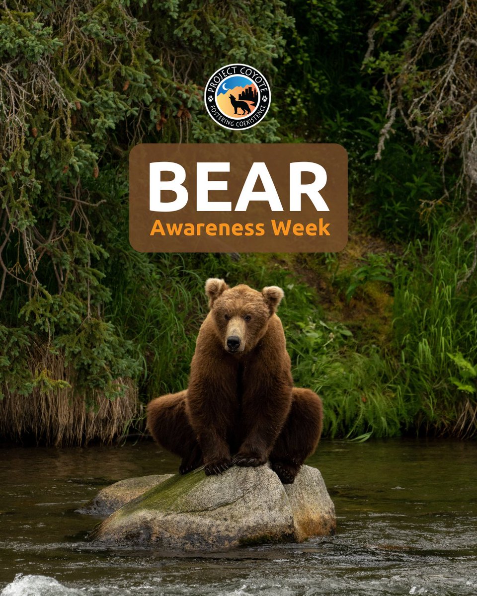 Happy #BearAwarenessWeek! We're increasingly bear aware on social media as of late, but let's not forget their crucial roles in our ecosystems—promoting forest regrowth, clean water, seed dispersal, disease control, climate stability, and more!' 📷 L. Law, NPS
