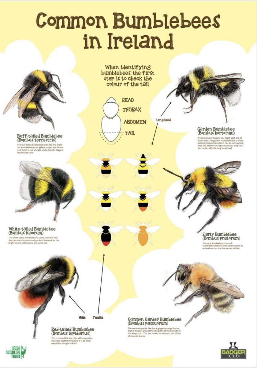 Never a better time to swot up on your bee 🐝 knowledge than early-summer ☀️ Check out the infographic below 👇 from ⁦@Irishwildlife⁩ The common carder is one I see a lot near me 🤓