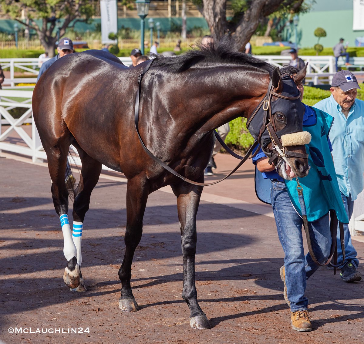 A few images of McVay from r9 yesterday @santaanitapark Hall of Famer Mike Smith in the irons for trainer John Shirreffs LtoR McVay-Winterfell-Pony Express-Middleburg @StablesCrk @mikeesmith10 @JohnShirreffs