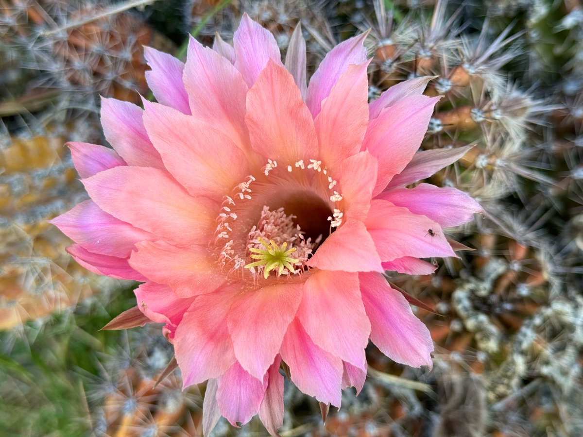 Good afternoon everyone! ♥️ My cactus flower🌵🌸 with a little friend 🕷️😍
