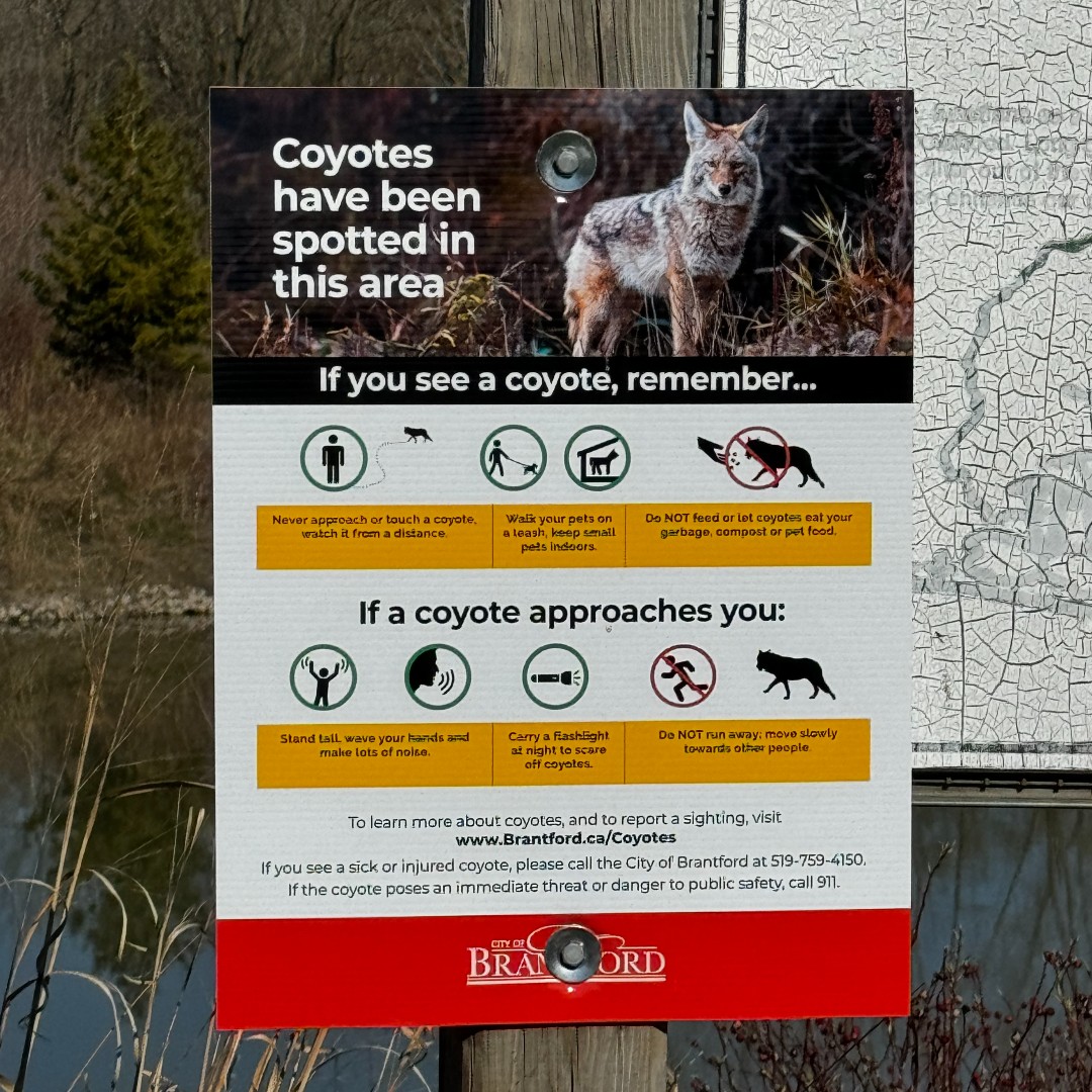 Have you seen our new coyote awareness signs? We’ve installed new signs throughout the city in areas where sightings were reported. These signs are to remind residents to be aware of their surroundings and what to do if they encounter a coyote. Learn more Brantford.ca/Coyotes.