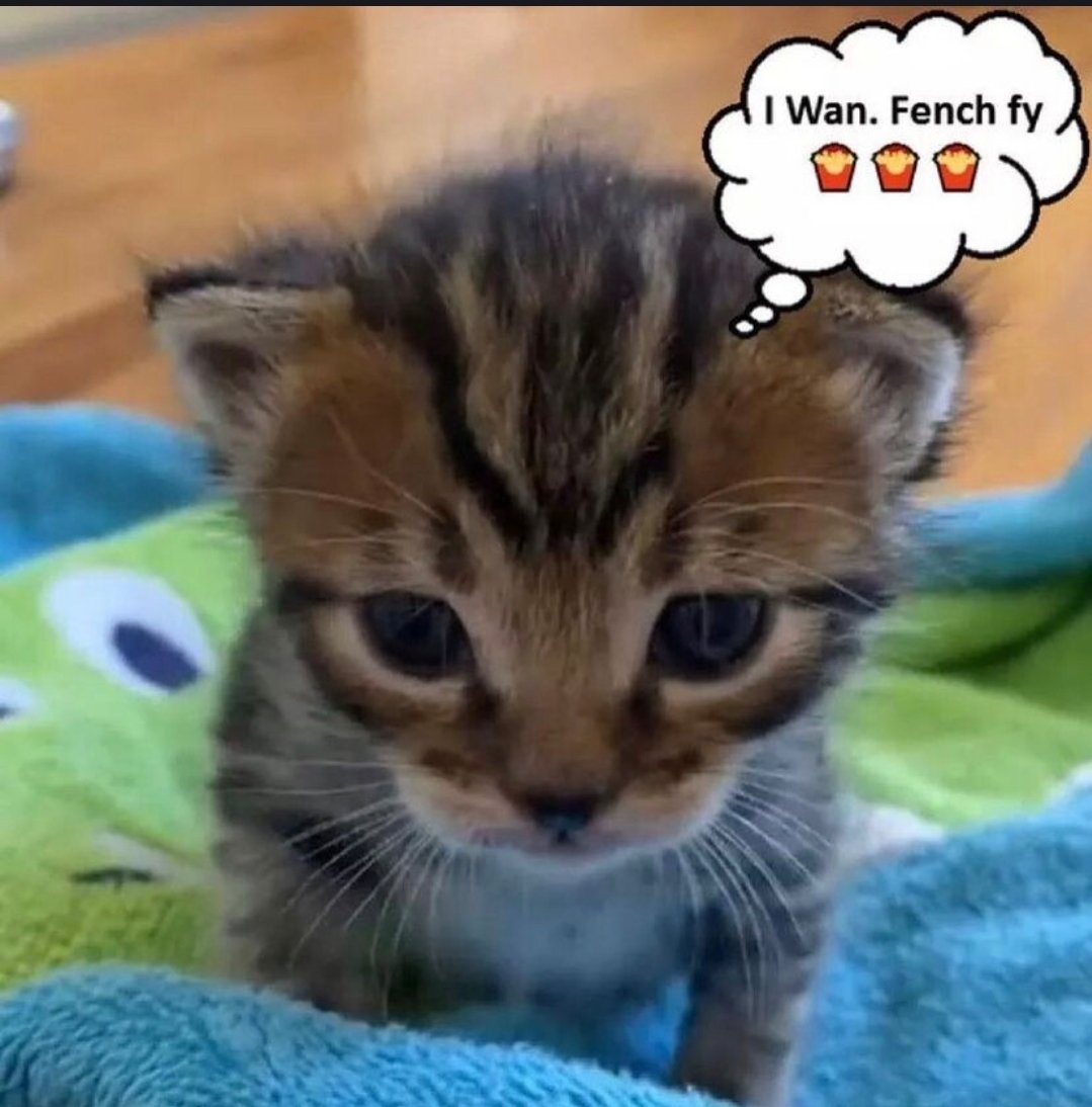 smol silly cat (@catsillyness) on Twitter photo 