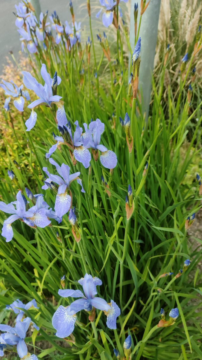 The morning walk to work today.The sun was shining early.. There are Iris growing near the Crown Tavern. Iris is greek for rainbow.❤️🌈🥰