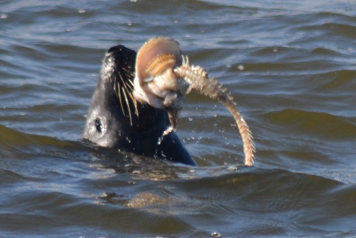 This seal appeared to suck the fish off its bones like a lollipop on a stick.