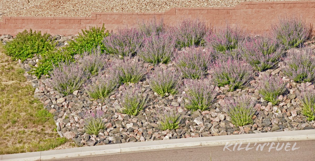 Hillside pop of purple. #flowers #beautiful #purple #graded #garden #nature #plantbed