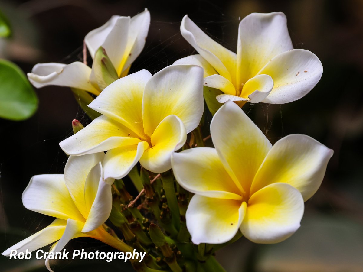 @MandyLSimard A beautiful flower called Frangipani (I think) which I couldn't walk past without taking a photo of it as it looked so nice with it's yellow centre.
#TwitterNatureCcommunity
#Yellow
#SundayYellow #Flowers #Frangipani
