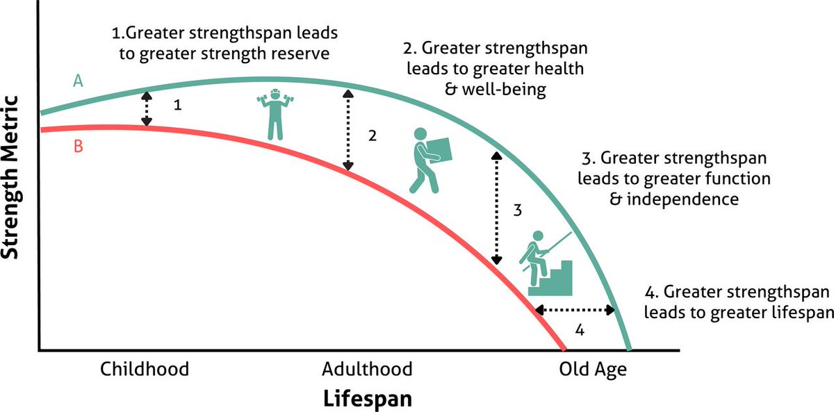 🚨 Bridging the gap between strengthspan and lifespan 💪 NEW #BJSMEditorial 📄 1️⃣ Start strong - childhood 📈 2️⃣ Be strong - adulthood 🏋️‍♂️ 3️⃣ Stay strong - old age ✅ 👉 bit.ly/4bKm35U