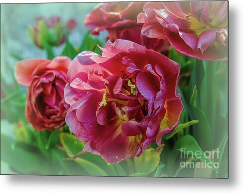 Rose Tulips with White Vignette Framed Print #travelingtx #buyart #rosetulips #photography #dallasarboretum #texas #tulipfestival #dmsfineart #dianamarysharpton #fineartamerica #fineart4sale #walldecor #prints4sale #Apparelwart Artist Deck: dianamary-sharpton.pixels.com/featured/rose-…