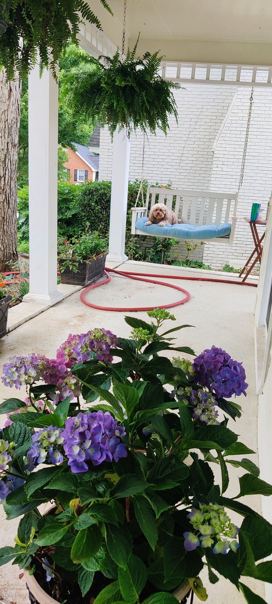 My hoomom decided to move hoodad's hydrangeas he gave us right before he passed to our front door &amp; hang our ferns...I love it SO much!
