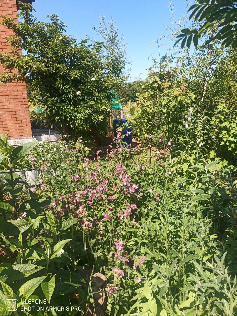 The garden is alive 😍. There are bees everywhere, of every shape and size. I absolutely adore our tiny bit of paradise... Mostly because the wildlife does 🥰. #ClimateCrisis