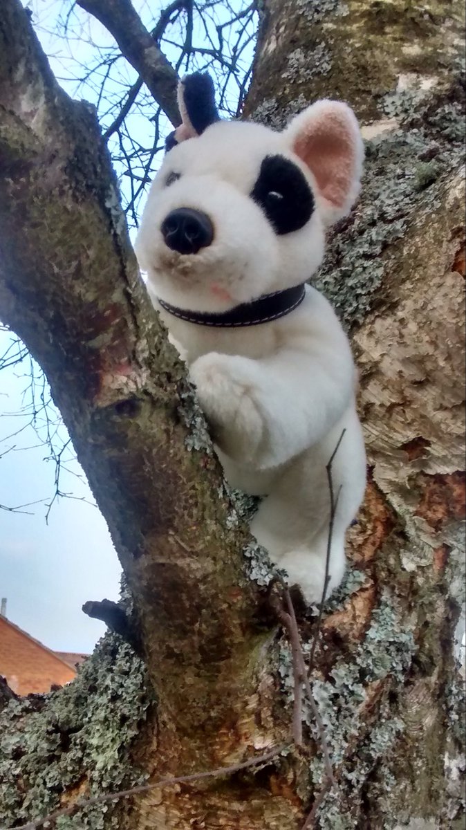 @BearfaceBrenda @Burrow43 @ZombieSquadHQ @WestieBiscuit @ZeroRice1012 @Sprocket_Cool @ThorSelfies @RhondaHendee @BengalPandora @TheCatMalice @DogDazeUK @CancerDoggy My pleasure, BRENDA. Pawtrolling along tree branches is always a good idea. Those pesky zombies could be hiding anywhere. Troo story! *nods intently* Be extra careful up there & try not to scare your hooman too much. Growl if youz need back-up, brave pal. 🐶🎀💕💜 #ZSHQ