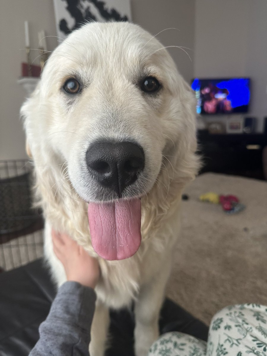 KathStavro's tweet image. Bart! I have never been a big dog person, but I am now…♥️